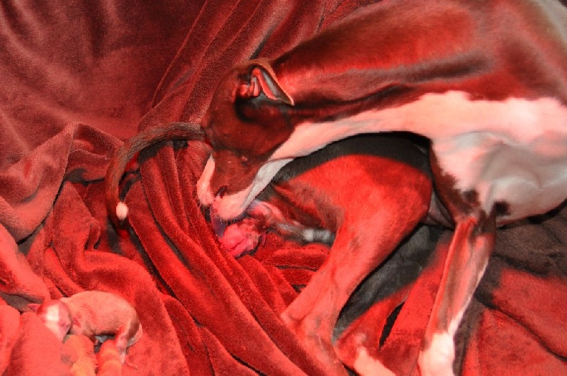naissance des bébés de Faustine 04 septembre 2014