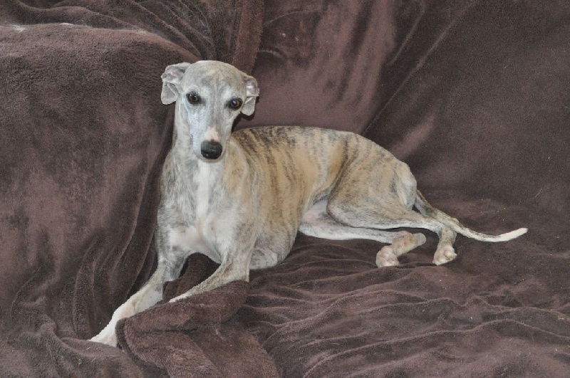 whippet canapé