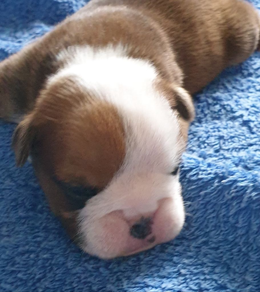 Du Sixieme Bonheur - Bulldog Anglais - Portée née le 12/04/2021